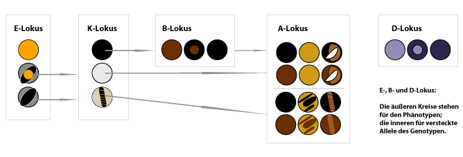 Lokus